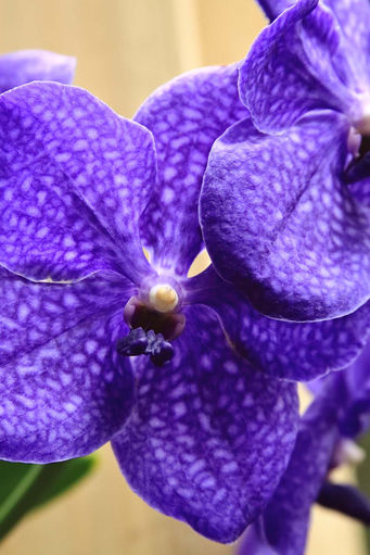 Close up of one and a half canda orchid blooms in rich blue lavender.