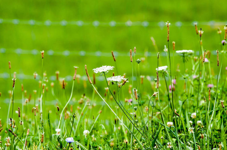 Prominent in the foreground are white flowers with umbrella-shaped blossoms. There are also numerous slender plants with small budding flowers, adding diversity to the flora. The greenery is lush and dense, indicating a healthy and thriving ecosystem. In the background, there is a wire fence that separates the meadow from another green field beyond it.