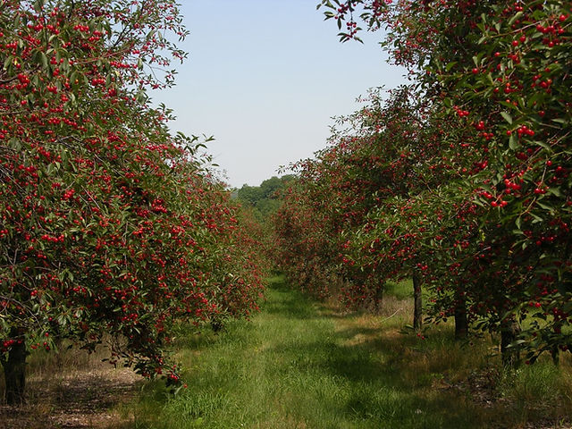Cherry Orchard