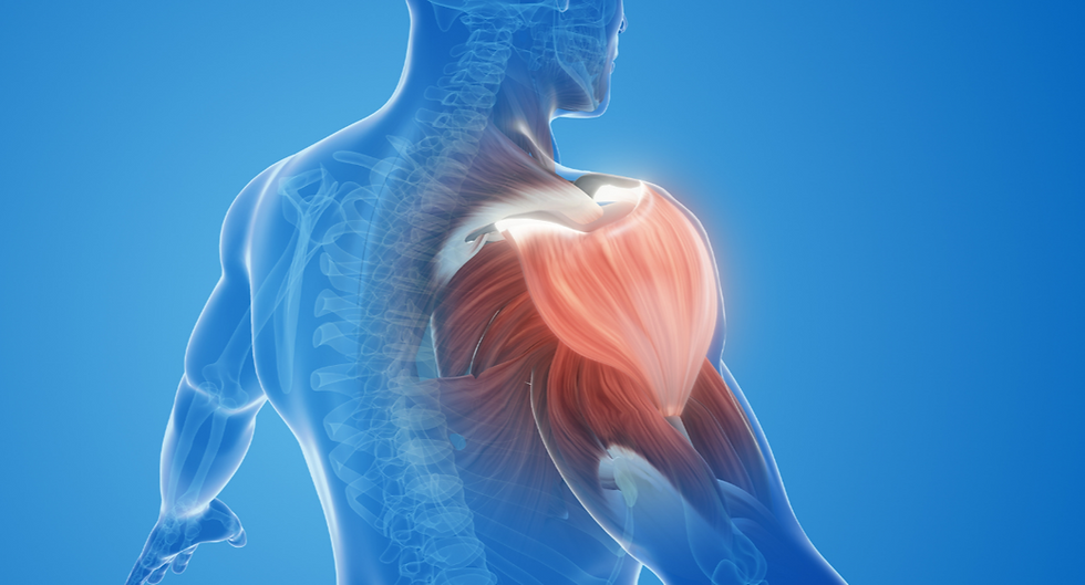 Why Muscle Mass Matters