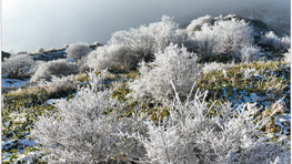  ガバナー月信　2026年2月号をアップしました