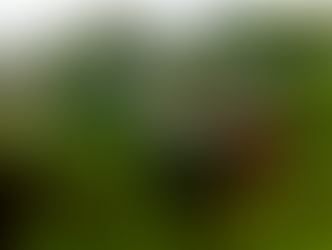 ガバナー月信　2024年11月号をアップしました