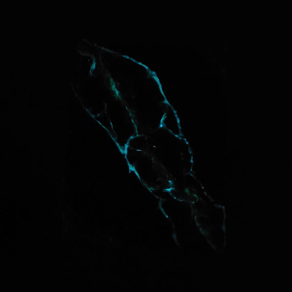 Thumbnail: CherUrLight Glow In the Dark Colo shifting 11x14