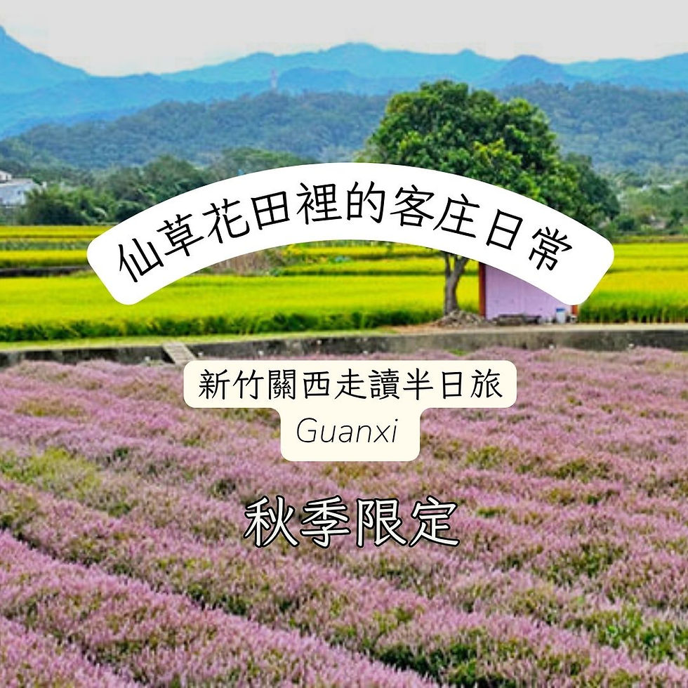 秋季限定✨ 仙草花田裡的客庄日常——新竹關西走讀半日旅