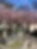 Paris 2023. Cherry blossoms in Père Lachaise cemetery.