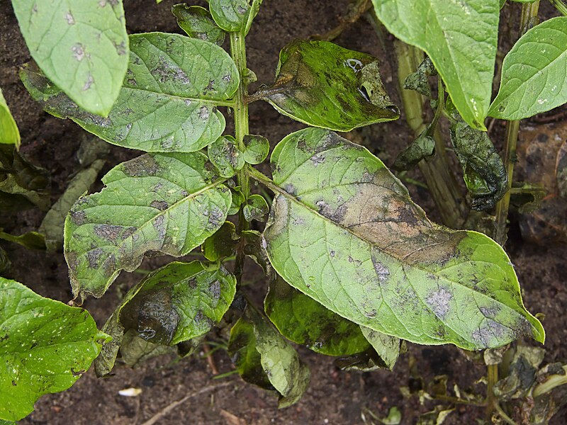 Mildiyö
Phytophthora infestans