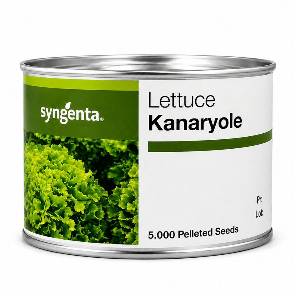Syngenta Kanaryole Marul Tohumu