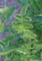 Domates sarı yaprak kıvırcıklık virüsü
Tomato yellow leaf curl virus - TYLCV