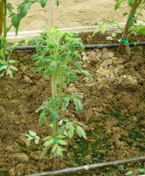 Domates sarı yaprak kıvırcıklık virüsü
Tomato yellow leaf curl virus - TYLCV