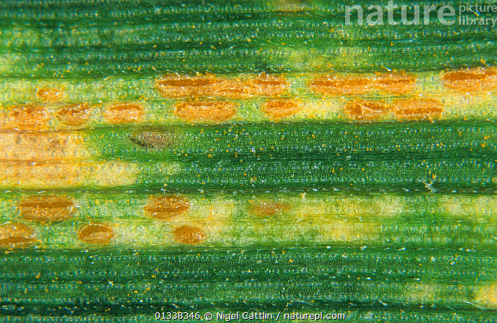 Sarı pas
Puccinia striiformis