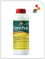 Sonchus