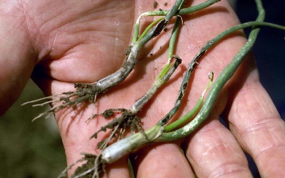 Soğan sürmesi
Urocystis cepulae