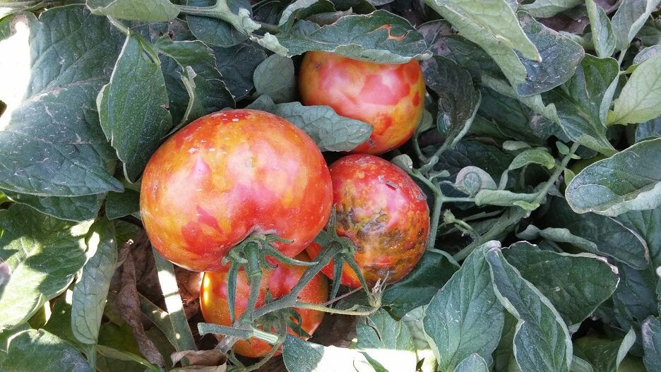 Domates rugoz virüsü
Tomato brown rugose fruit virus - ToBRFV