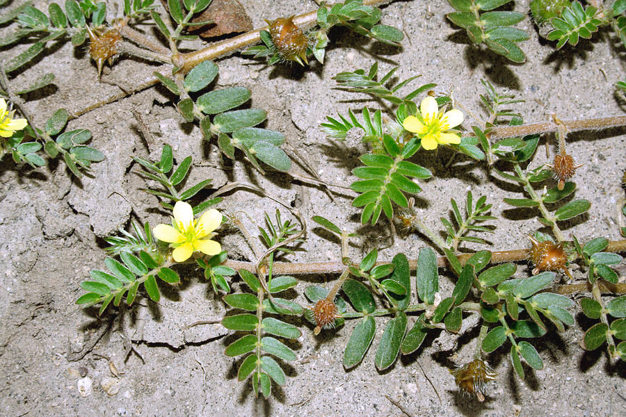 Demir dikeni
Tribulus terrestris