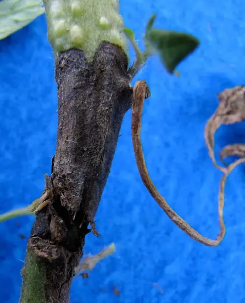 Kurşuni küf
Botrytis cinerea