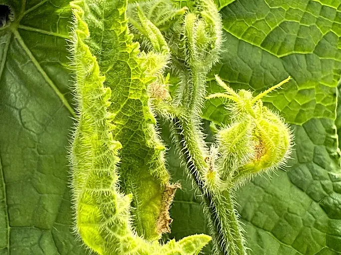 Kabak sarı mozaik virüsü
Zucchini yelllow mosaic virus - ZYMV