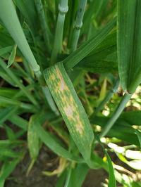 Buğdayda septorya yaprak lekesi
Septoria tritici