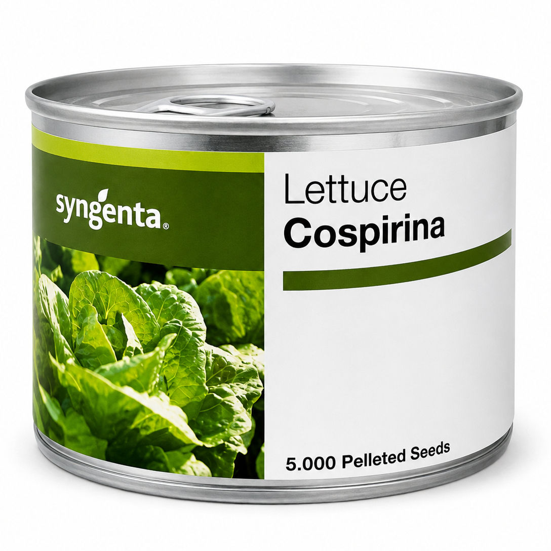 Syngenta Cospirina Marul Tohumu