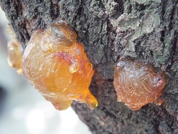 Kahverengi çürüklük ve gövde zamklanması
Phytophthora citrophthora