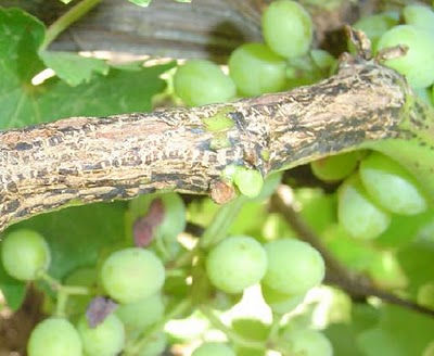 Bağda ölükol
Phomopsis viticola