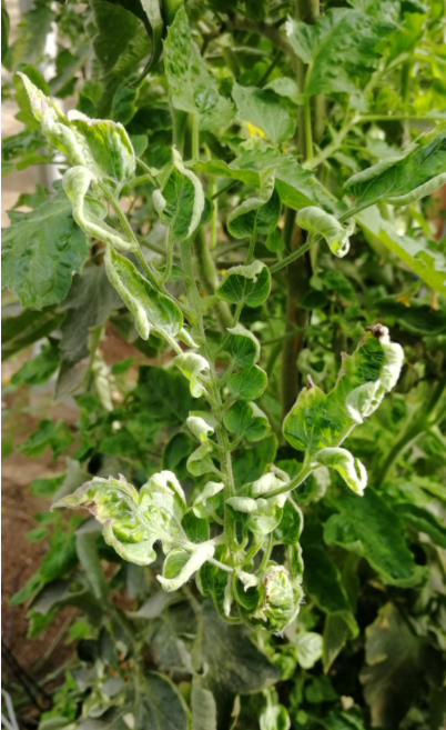 Domates sarı yaprak kıvırcıklık virüsü
Tomato yellow leaf curl virus - TYLCV