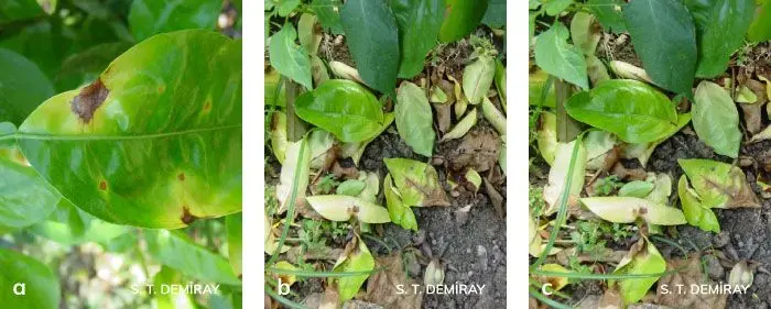 Kahverengi leke
Alternaria alternata f.sp.citri