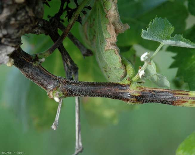 Bağda ölükol
Phomopsis viticola