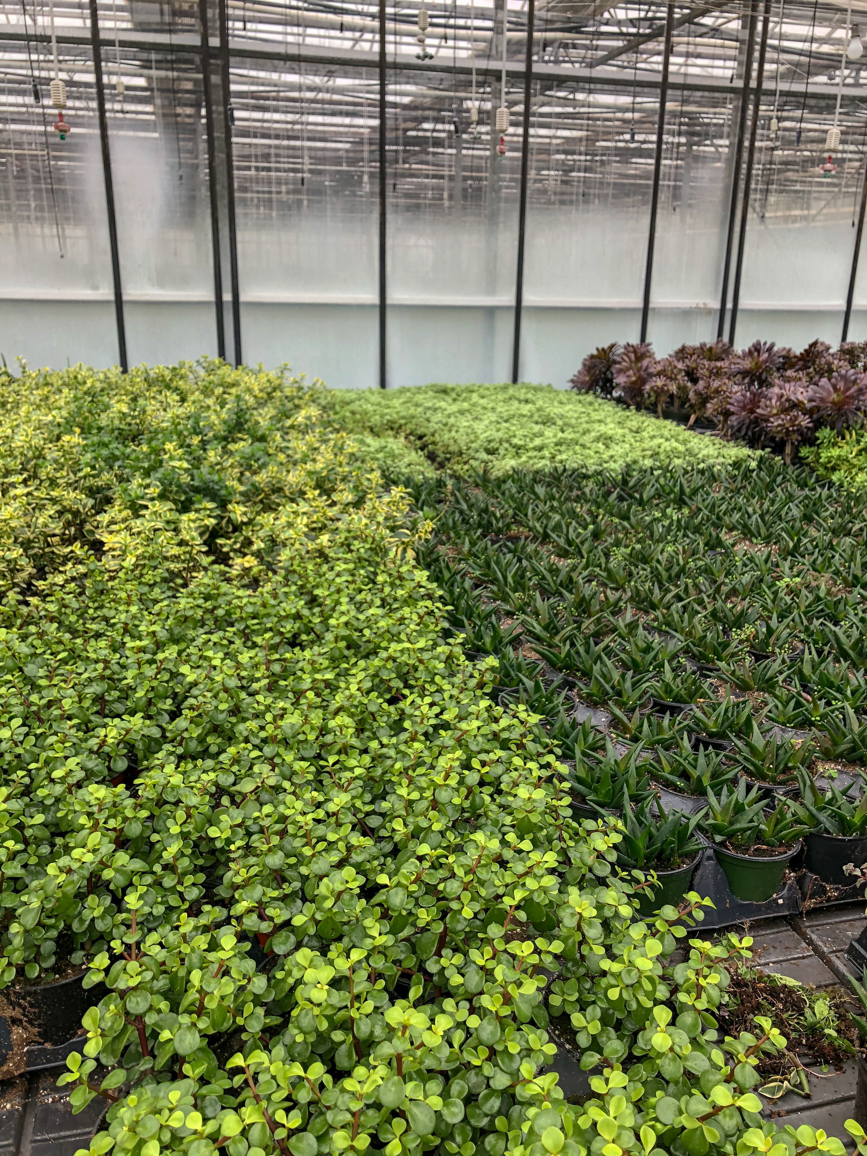 About Hionis Greenhouses about-hionis-greenhouses