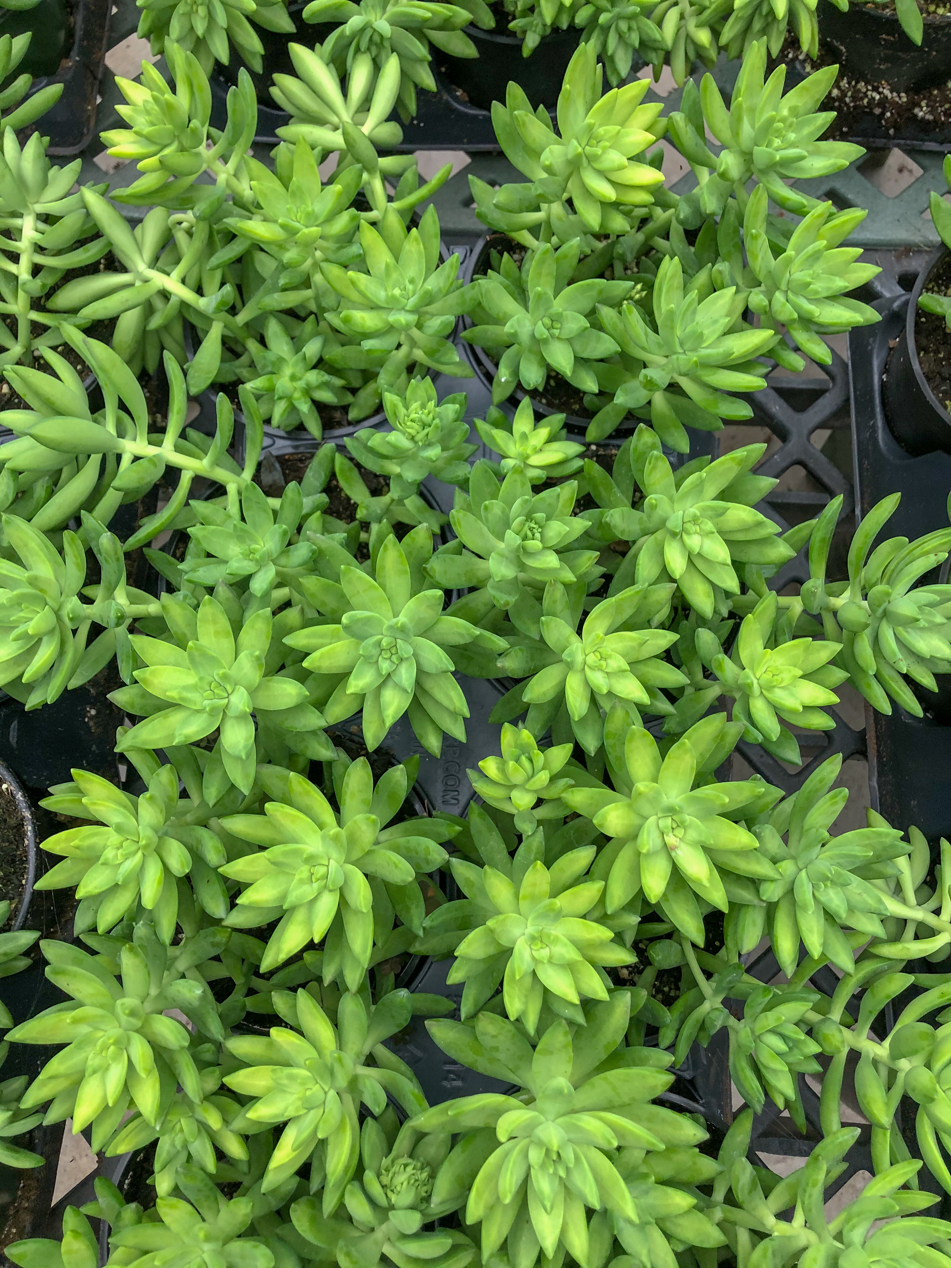 About Hionis Greenhouses about-hionis-greenhouses