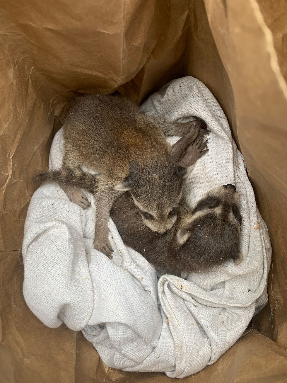 Two baby raccoons safely removed from a Chapel Hill attic during April raccoon birthing season. Raccoon removal services by A Wildlife Pro — serving Chapel Hill, Durham, Carrboro, Pittsboro, and Hillsborough, NC.