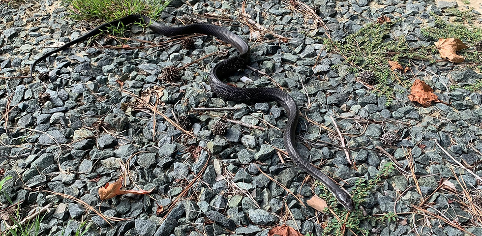 Eastern rat snakes: Non-venomous constrictors found in Southeastern US, glossy black, excellent climbers, control rodent popu