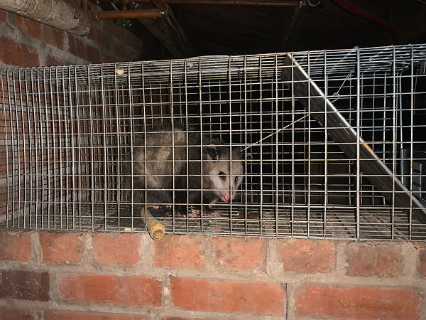An oppossum in a humane trap in Chapel Hill. 