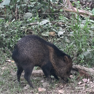 Wild peccary, Osa Jungle Tour, Elyer Jimenez, Osa Peninsula Costa Rica