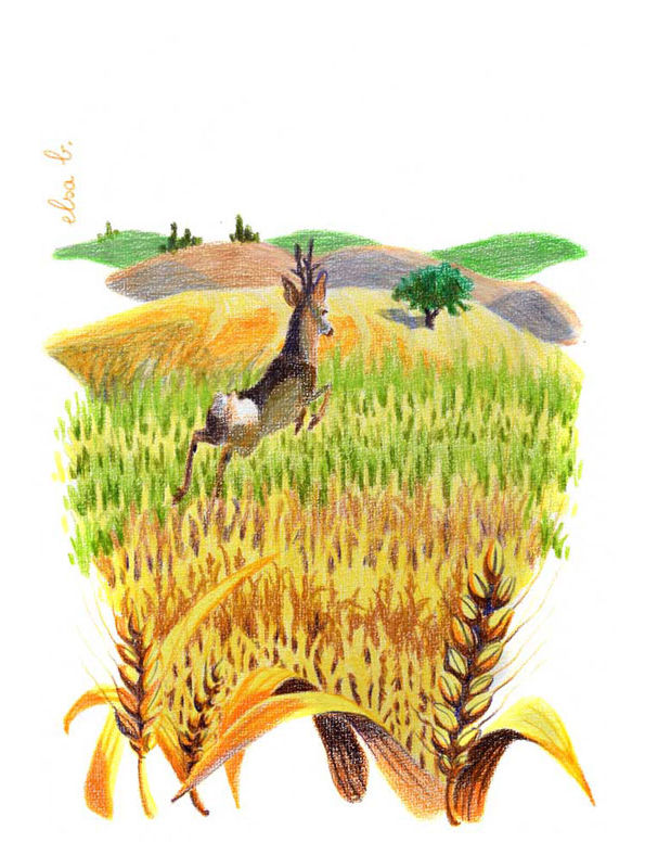 illustration chevreuil dans un champ cryaons de couleur