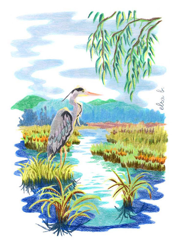 héron paysage marais saisons animales