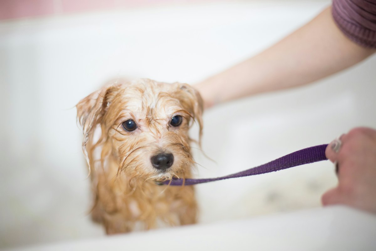 Small long-haired brown dog with a soft, brushed coat