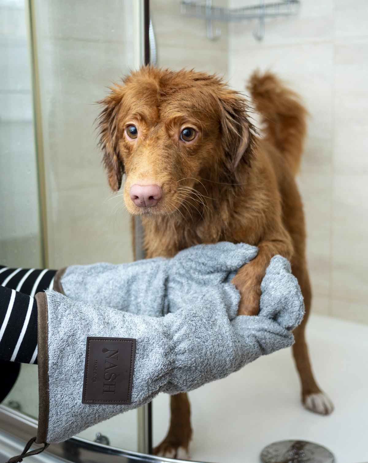 Long-haired dog resting on a blue towel