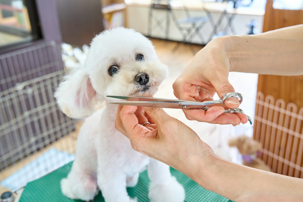 Small white dog getting a scissor trim