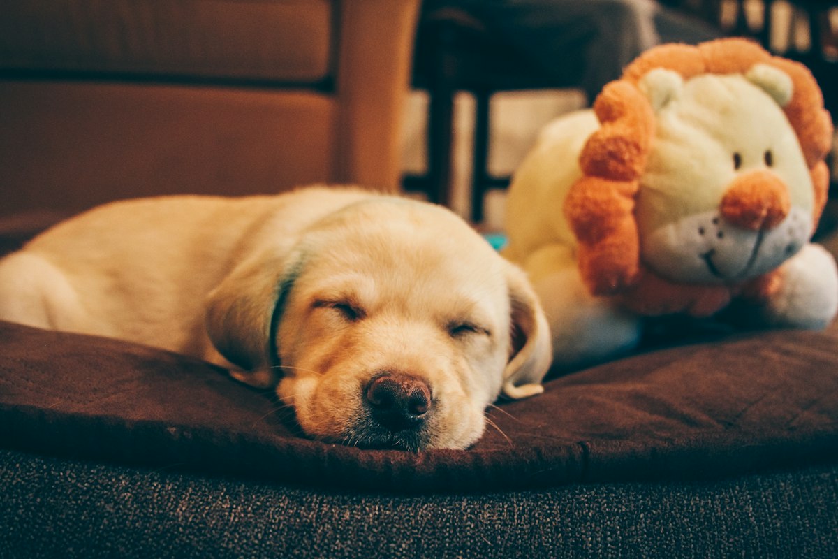 Golden retriever puppy resting beside a lion soft toy