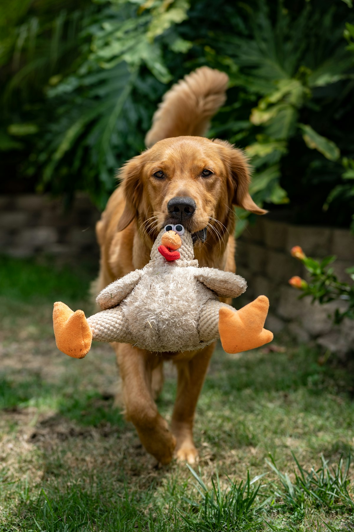 Golden retriever puppy playing with a plush toy on the grass
