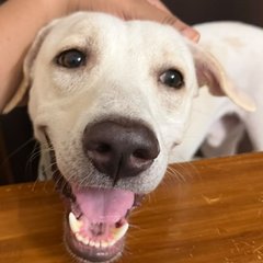 Brew, a white indie smiling with tongue out