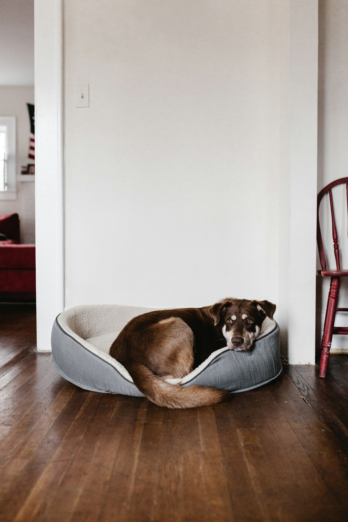 A brown dog napping on a white bed