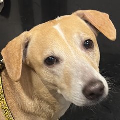 Bruno, a tan indie with a white stripe on his forehead