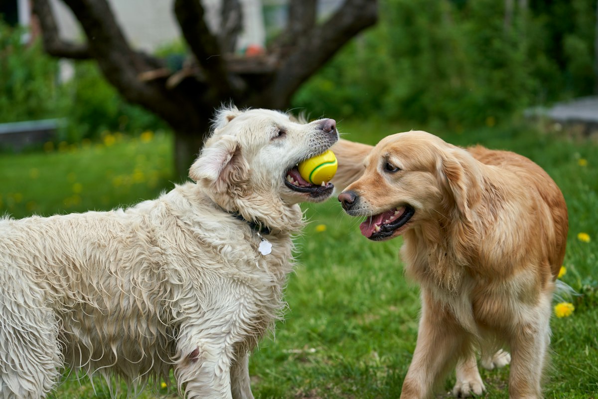 Two dogs playing with a tennis ball on the grass