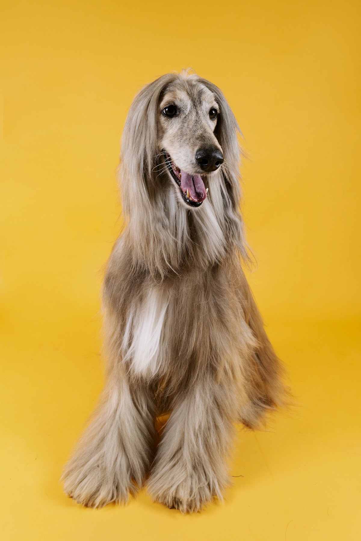 Long-haired brown and white dog with a silky coat