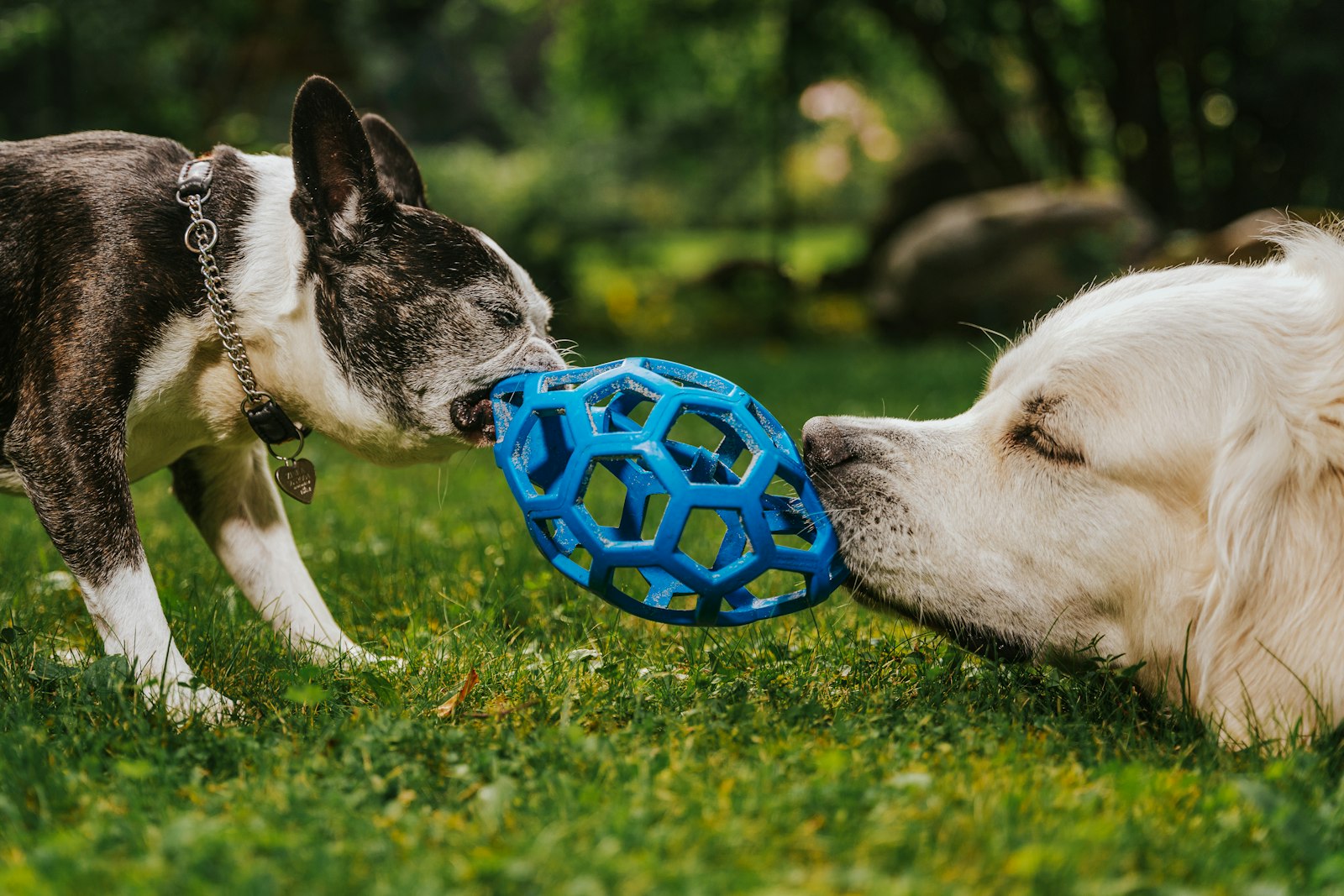Two dogs playing with a ball on the grass