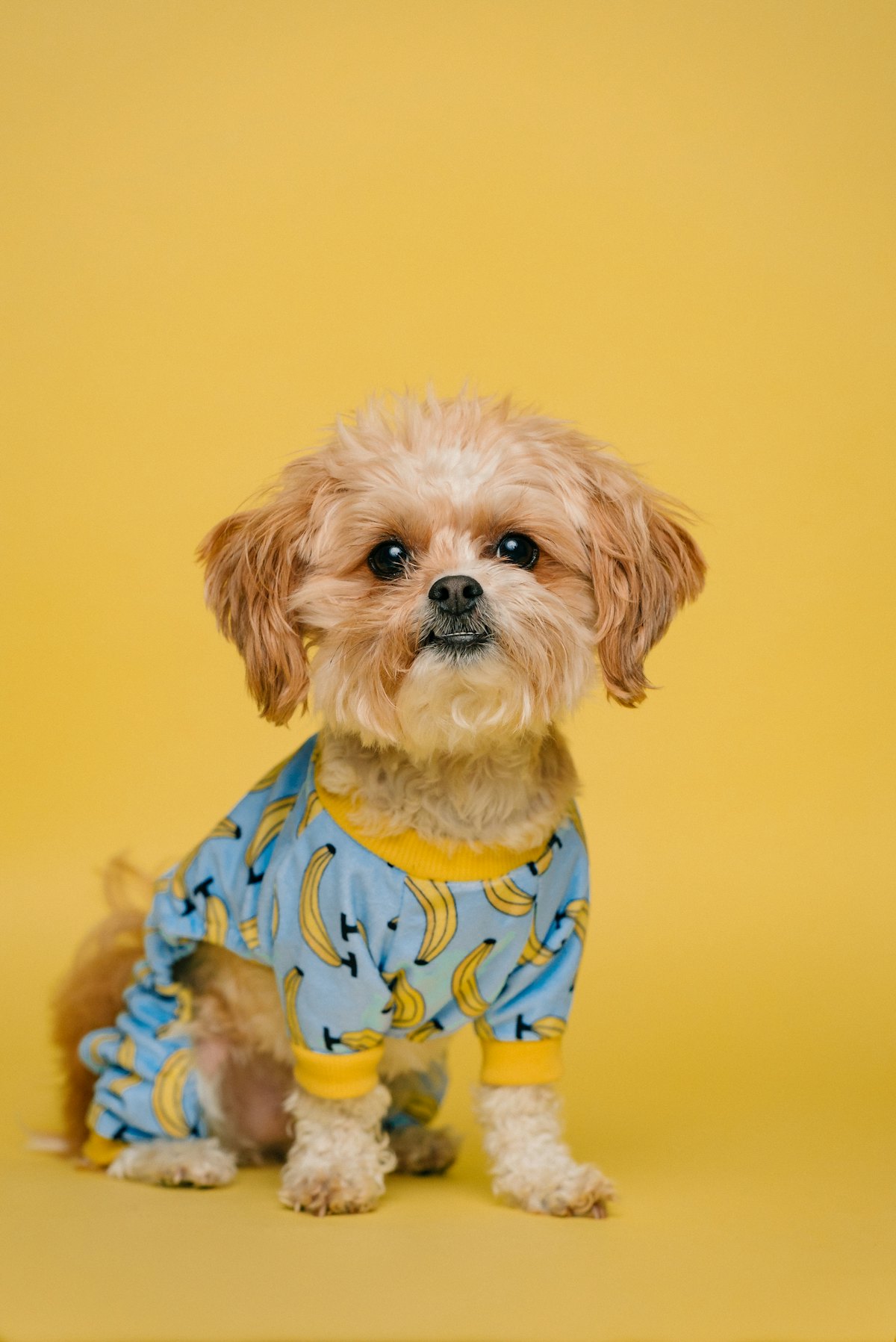 Small dog relaxing in blue pyjamas