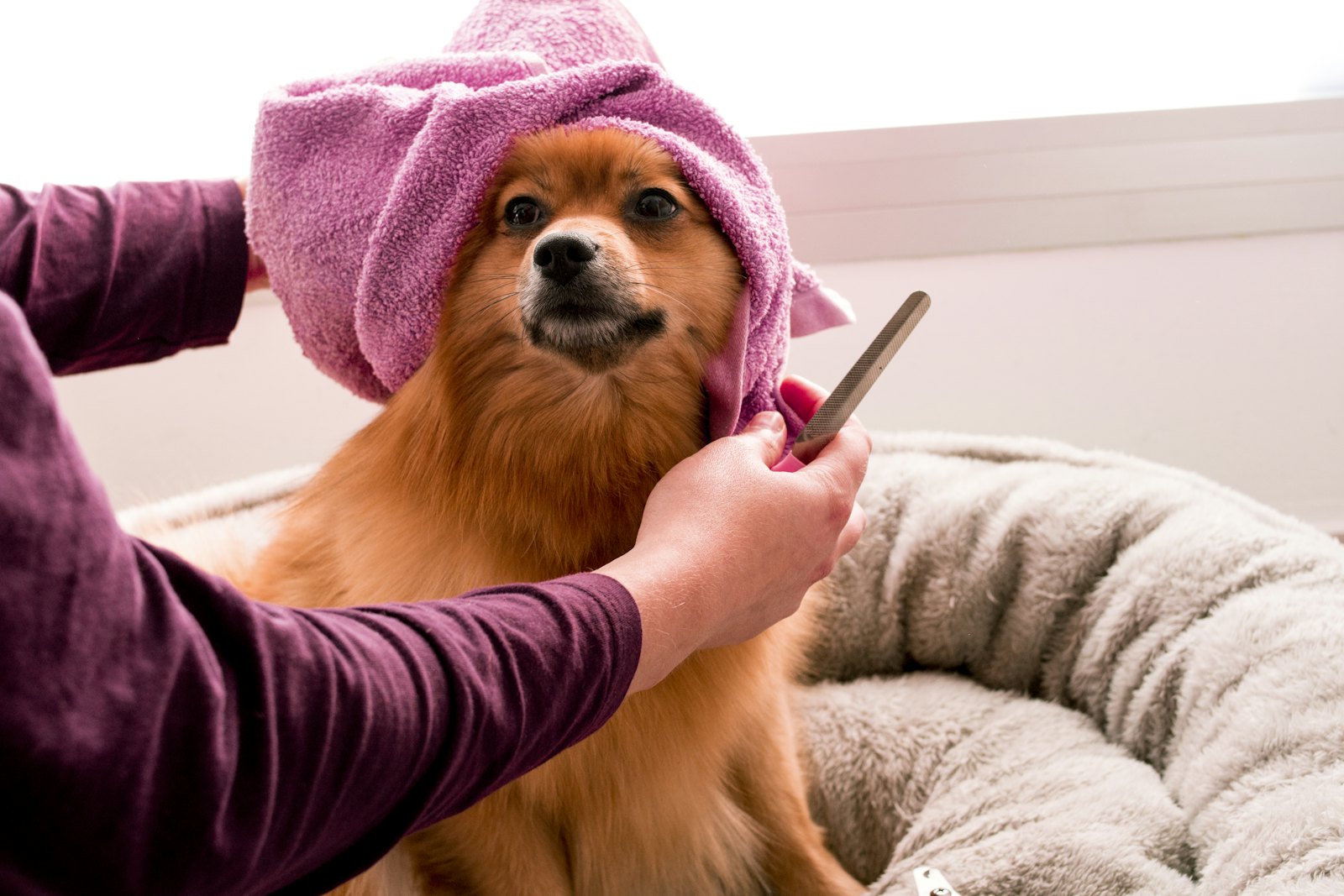 Fluffy Pomeranian wrapped in a pink towel after a bath