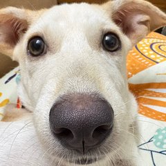 Butter, a cream indie looking into the camera