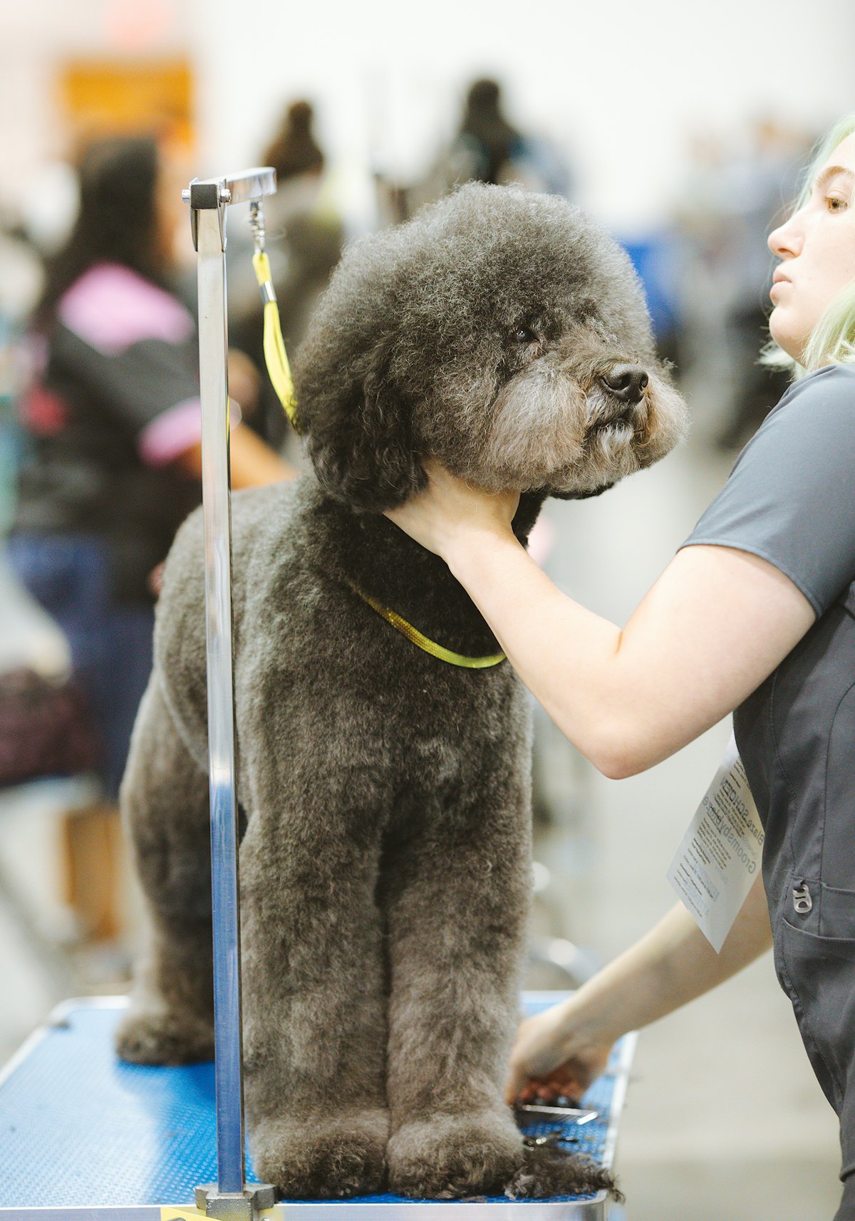 Black poodle with a neat, fluffy coat